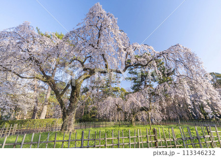 京都御苑　近衛邸跡のしだれ桜（糸桜） 113346232