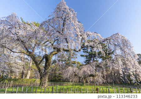 京都御苑　近衛邸跡のしだれ桜（糸桜） 113346233