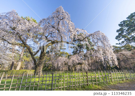 京都御苑 近衛邸跡のしだれ桜(糸桜) 京都御苑 近衛邸跡のしだれ桜(糸桜) 113346235