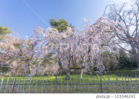 京都御苑　近衛邸跡のしだれ桜（糸桜） 113346241