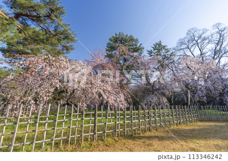 京都御苑　近衛邸跡のしだれ桜（糸桜） 113346242
