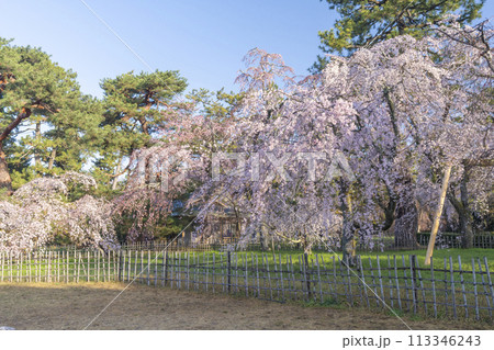 京都御苑　近衛邸跡のしだれ桜（糸桜） 113346243