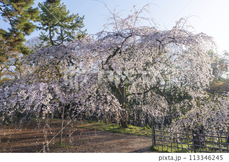 京都御苑 近衛邸跡のしだれ桜(糸桜) 京都御苑 近衛邸跡のしだれ桜(糸桜) 113346245