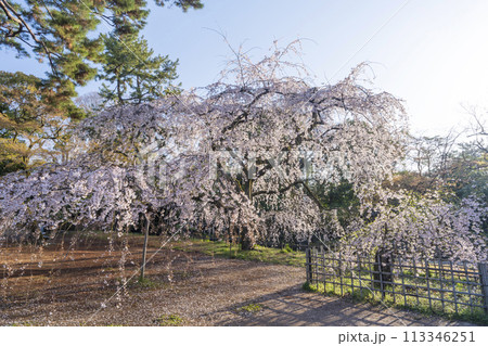 京都御苑　近衛邸跡のしだれ桜（糸桜） 113346251