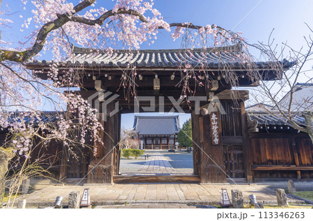 妙覺寺（妙覚寺）　大門前のしだれ桜 113346263
