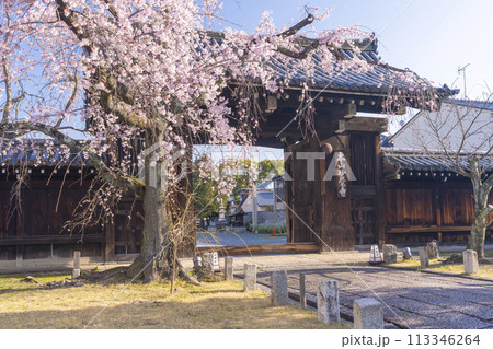 妙覺寺(妙覚寺) 大門前のしだれ桜 妙覺寺(妙覚寺) 大門前のしだれ桜 113346264