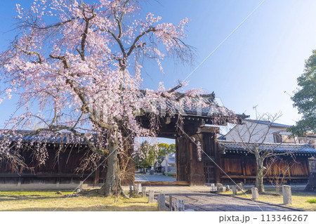 妙覺寺(妙覚寺) 大門前のしだれ桜 妙覺寺(妙覚寺) 大門前のしだれ桜 113346267