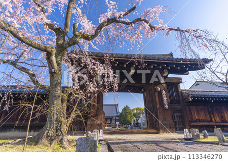 妙覺寺(妙覚寺) 大門前のしだれ桜 妙覺寺(妙覚寺) 大門前のしだれ桜 113346270