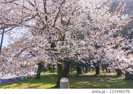 京都御苑　桜と建礼門 113346276