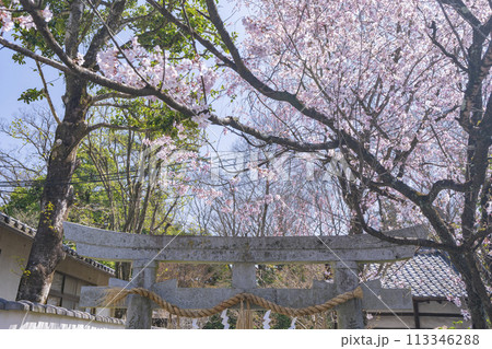京都御苑　満開の桜 113346288
