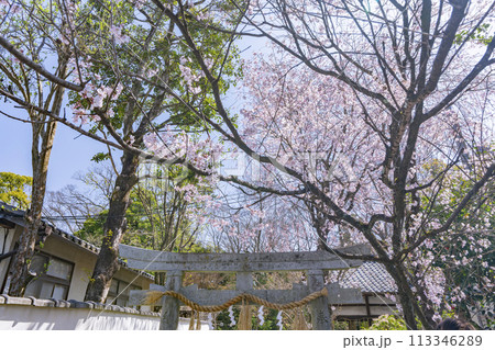 京都御苑　満開の桜 113346289
