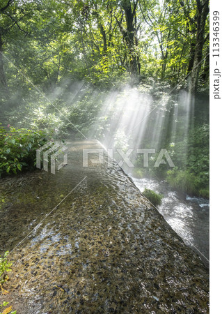 森の清流に光芒が差し込む風景 大山木谷沢渓流 森の清流に光芒が差し込む風景 大山木谷沢渓流 113346399