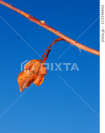 Blue sky, orange leaf in autumn for seasonal change or fall foliage for nature and environment. Harvest season, clear and peace for tranquility, golden or rustic and natural flora with birds above 113346602