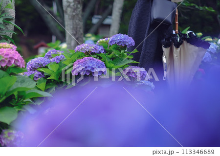 前ボケ紫色の紫陽花 前ボケ紫色の紫陽花 113346689