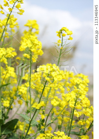 菜の花 113346945