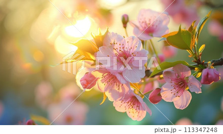 The closeup picture of the group of the flower blooming under the sun. AIGX01. The closeup picture of the group of the flower blooming under the sun. AIGX01. 113347248