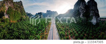 Straight road and palm trees and rocky mountains at Krabi, way to the sea. 113347305