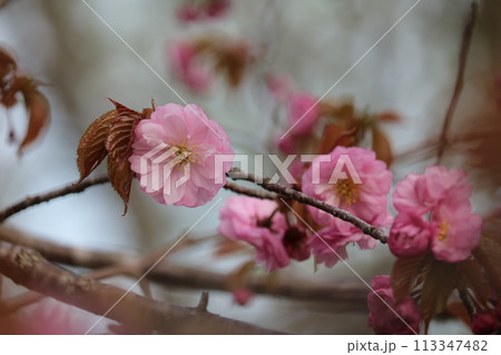 ボリューム感のある八重桜 voluminous double blossom Sakura ボリューム感のある八重桜 voluminous double blossom Sakura 113347482