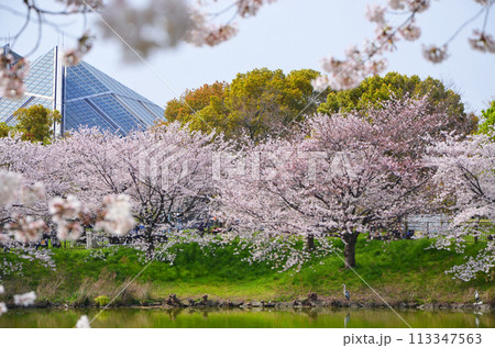 水辺に咲く満開の桜（大阪・鶴見緑地公園） 113347563