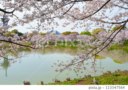 水辺に咲く満開の桜（大阪・鶴見緑地公園） 113347564
