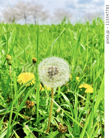 タンポポの綿毛と桜 タンポポの綿毛と桜 113347783