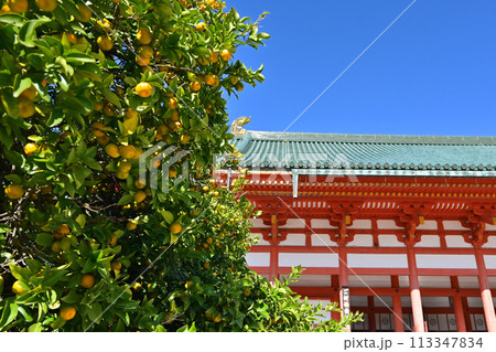 平安神宮の大極殿と右近の橘　京都の観光名所　秋の京都観光スポット　 113347834