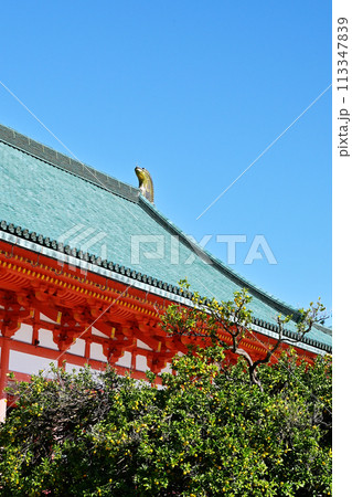 平安神宮の大極殿と右近の橘　京都の観光名所　秋の京都観光スポット　 113347839