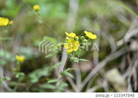 山野草のミツバツチグリ 113347848