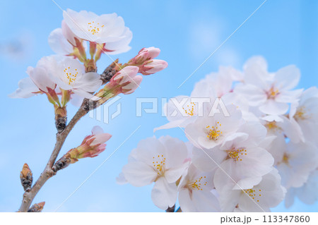 桜と青空 113347860