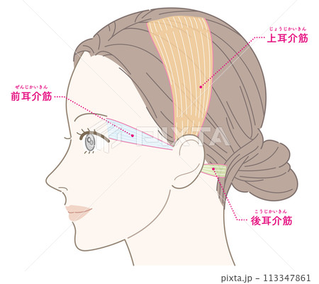 耳介筋　女性　横顔　名称あり 113347861