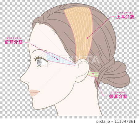 耳介筋　女性　横顔　名称あり 113347861