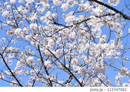 桜　砂押川プラムラード 113347862