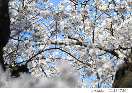 桜 砂押川プラムラード 桜 砂押川プラムラード 113347864