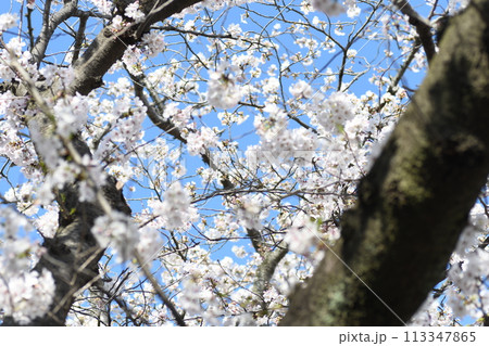 桜 砂押川プラムラード 桜 砂押川プラムラード 113347865