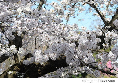 桜 砂押川プラムラード 桜 砂押川プラムラード 113347866