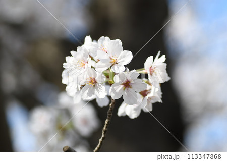桜 砂押川プラムラード 桜 砂押川プラムラード 113347868
