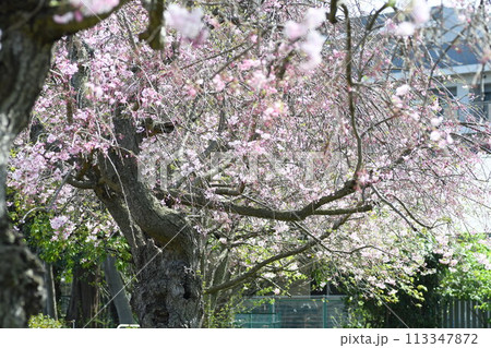 桜 砂押川プラムラード 桜 砂押川プラムラード 113347872