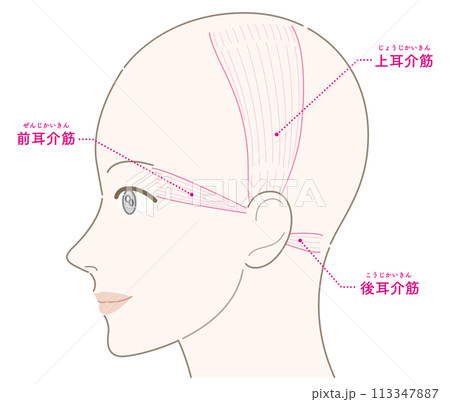 耳介筋　女性　横顔　髪型なし　名称あり 113347887