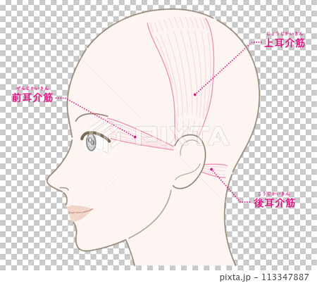 耳介筋　女性　横顔　髪型なし　名称あり 113347887