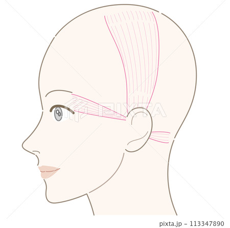 耳介筋　女性　横顔　髪型なし　名称なし 113347890