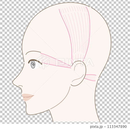耳介筋　女性　横顔　髪型なし　名称なし 113347890