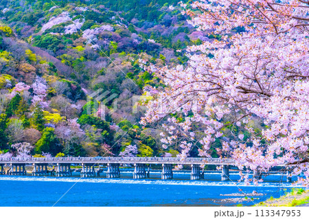 嵐山の桜と渡月橋 嵐山の桜と渡月橋 113347953