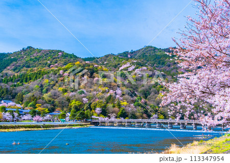 嵐山の桜と渡月橋 113347954