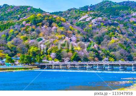 嵐山の桜と渡月橋 113347959