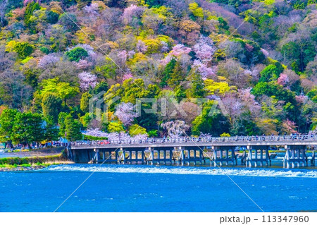 嵐山の桜と渡月橋 嵐山の桜と渡月橋 113347960