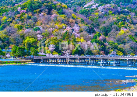 嵐山の桜と渡月橋 113347961