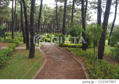 city parks with walkaway at early morning  113347967