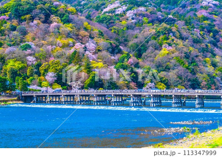嵐山の桜と渡月橋 113347999