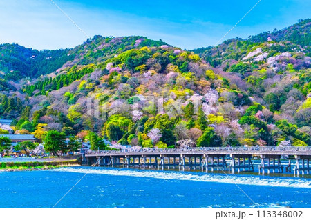 嵐山の桜と渡月橋 嵐山の桜と渡月橋 113348002