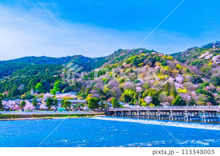 嵐山の桜と渡月橋 113348003